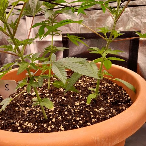 Gorilla Sherbet  growlog timeline photo