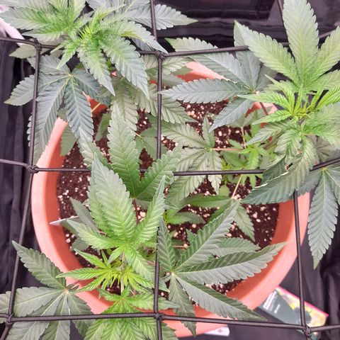 Gorilla Sherbet  growlog timeline photo