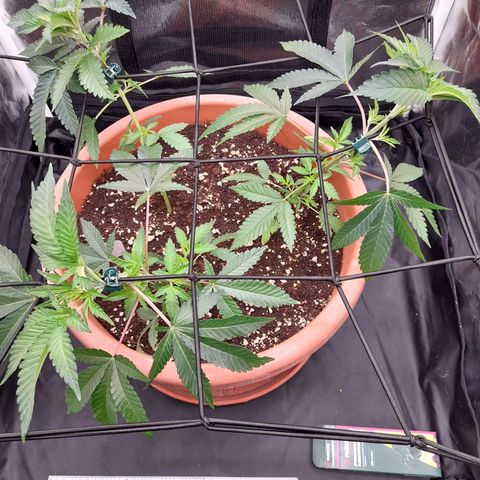 Gorilla Sherbet  growlog timeline photo