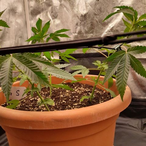 Gorilla Sherbet  growlog timeline photo