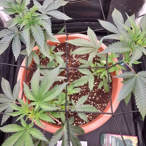 Gorilla Sherbet  growlog timeline photo