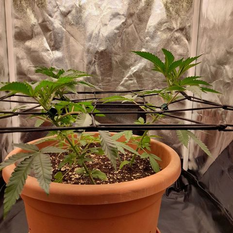 Gorilla Sherbet  growlog timeline photo