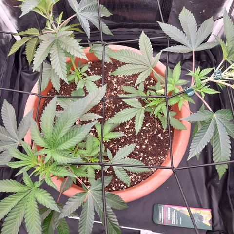 Gorilla Sherbet  growlog timeline photo