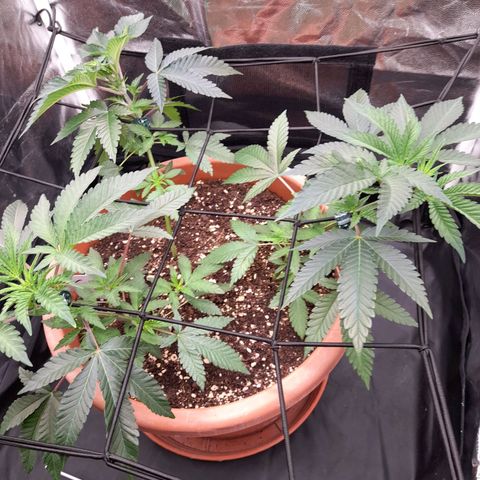 Gorilla Sherbet  growlog timeline photo