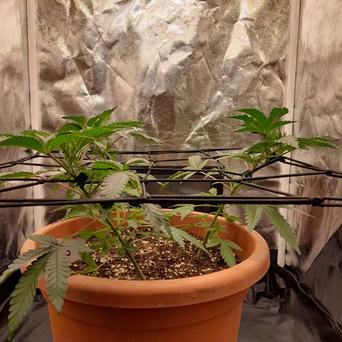 Gorilla Sherbet  growlog timeline photo