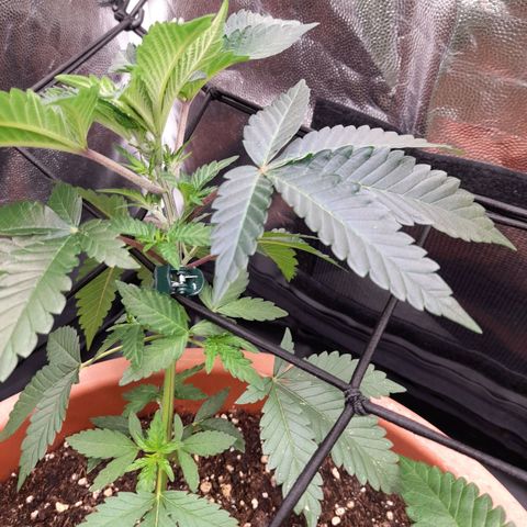 Gorilla Sherbet  growlog timeline photo