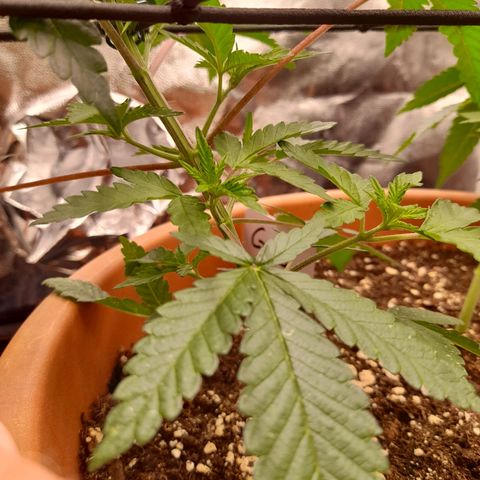 Gorilla Sherbet  growlog timeline photo