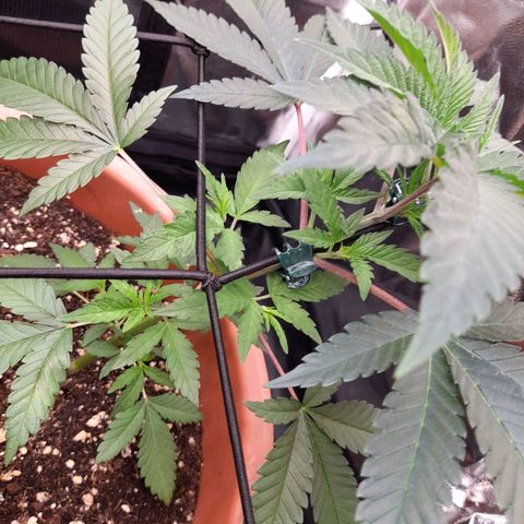 Gorilla Sherbet  growlog timeline photo