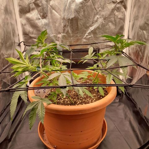 Gorilla Sherbet  growlog timeline photo