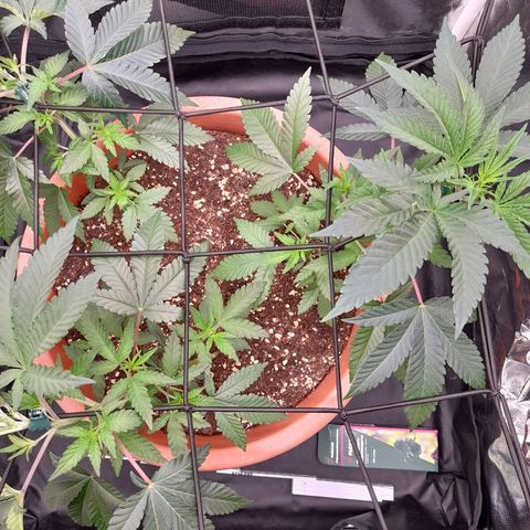 Gorilla Sherbet  growlog timeline photo