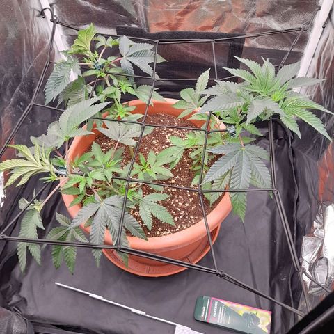 Gorilla Sherbet  growlog timeline photo