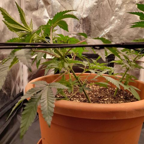 Gorilla Sherbet  growlog timeline photo