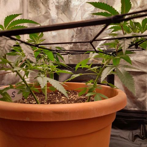 Gorilla Sherbet  growlog timeline photo