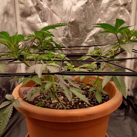 Gorilla Sherbet  growlog timeline photo