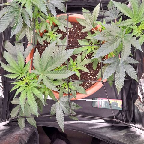 Gorilla Sherbet  growlog timeline photo