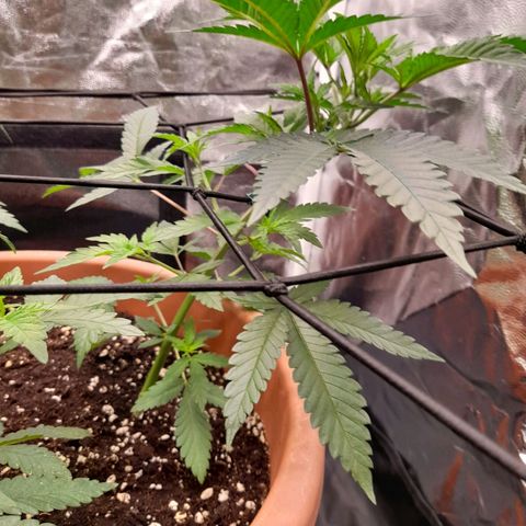 Gorilla Sherbet  growlog timeline photo