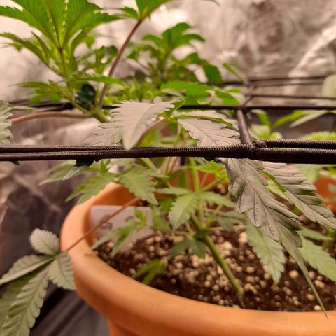 Gorilla Sherbet  growlog timeline photo