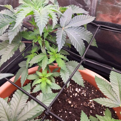 Gorilla Sherbet  growlog timeline photo