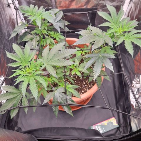 Gorilla Sherbet  growlog timeline photo