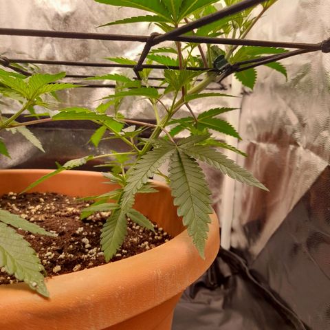 Gorilla Sherbet  growlog timeline photo