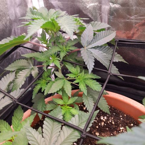 Gorilla Sherbet  growlog timeline photo