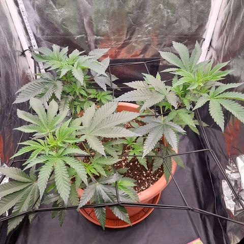 Gorilla Sherbet  growlog timeline photo