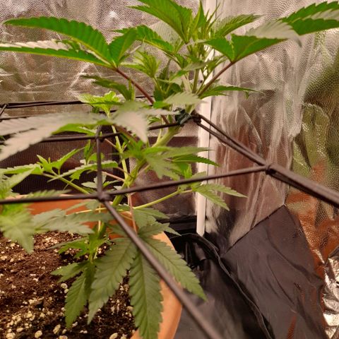 Gorilla Sherbet  growlog timeline photo