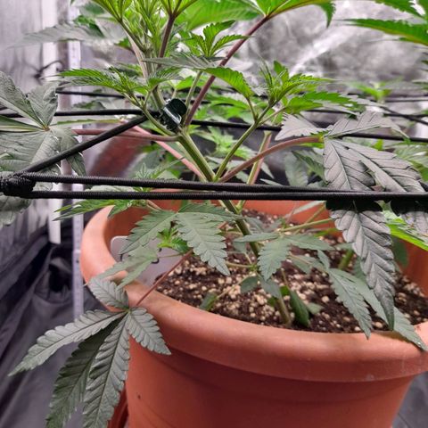 Gorilla Sherbet  growlog timeline photo