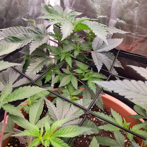 Gorilla Sherbet  growlog timeline photo