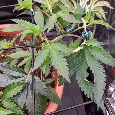 Gorilla Sherbet  growlog timeline photo