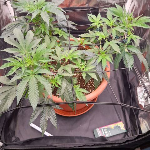 Gorilla Sherbet  growlog timeline photo