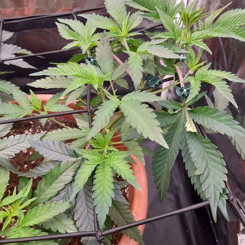 Gorilla Sherbet  growlog timeline photo