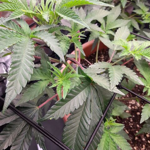 Gorilla Sherbet  growlog timeline photo