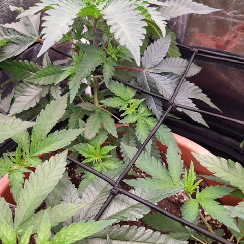 Gorilla Sherbet  growlog timeline photo