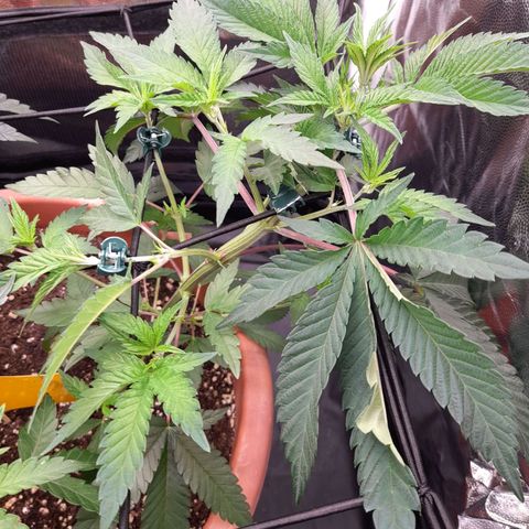 Gorilla Sherbet  growlog timeline photo