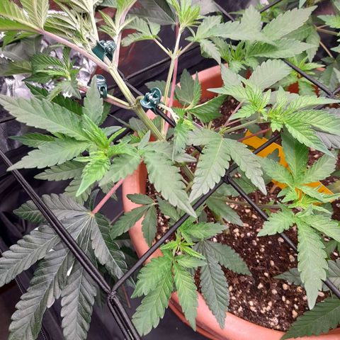 Gorilla Sherbet  growlog timeline photo