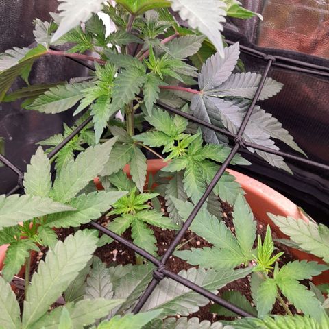 Gorilla Sherbet  growlog timeline photo