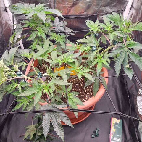 Gorilla Sherbet  growlog timeline photo