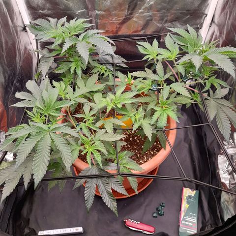 Gorilla Sherbet  growlog timeline photo