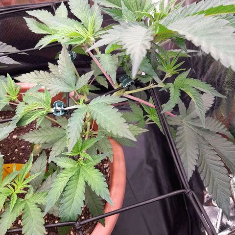 Gorilla Sherbet  growlog timeline photo