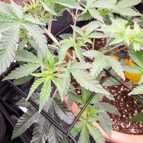 Gorilla Sherbet  growlog timeline photo