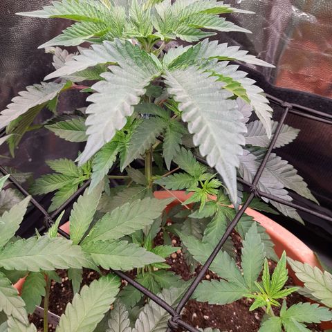 Gorilla Sherbet  growlog timeline photo