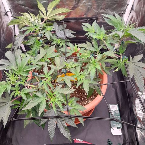 Gorilla Sherbet  growlog timeline photo