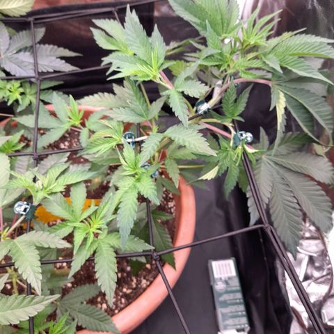 Gorilla Sherbet  growlog timeline photo