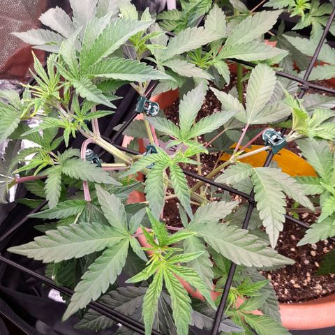 Gorilla Sherbet  growlog timeline photo