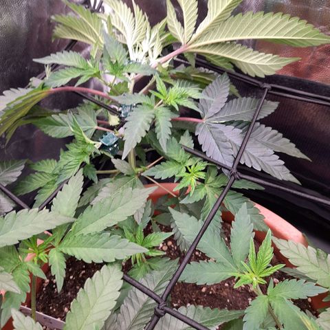 Gorilla Sherbet  growlog timeline photo