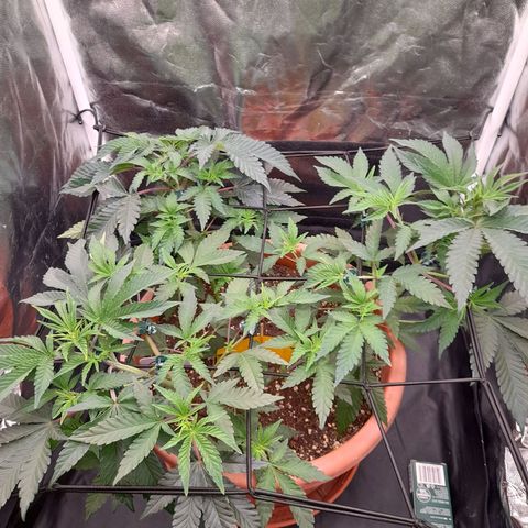 Gorilla Sherbet  growlog timeline photo