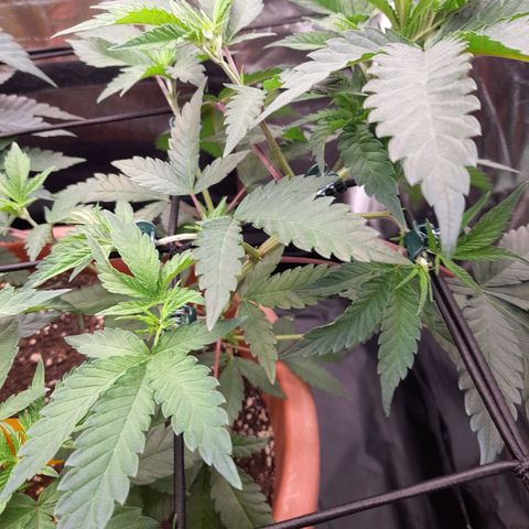 Gorilla Sherbet  growlog timeline photo