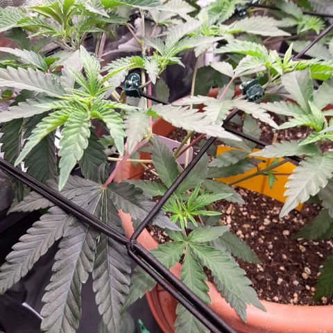 Gorilla Sherbet  growlog timeline photo