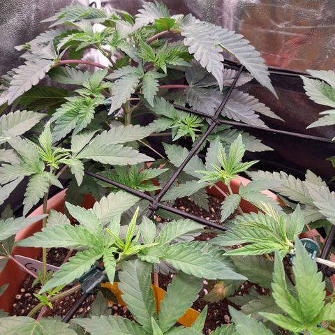 Gorilla Sherbet  growlog timeline photo